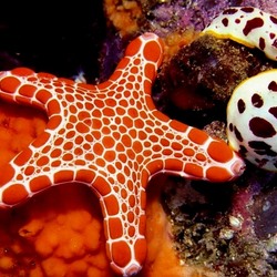 Jigsaw puzzle: Starfish