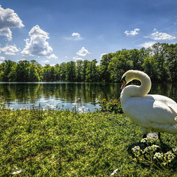 Jigsaw puzzle: Lonely swan