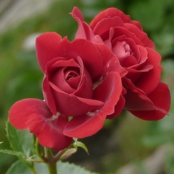 Jigsaw puzzle: Two roses