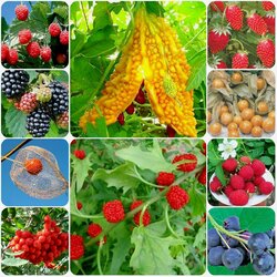 Jigsaw puzzle: All kinds of berries