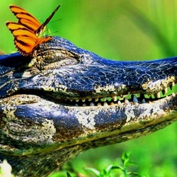Jigsaw puzzle: Cute crocodile