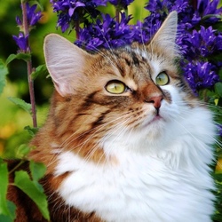 Jigsaw puzzle: Cat in flowers