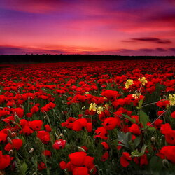 Jigsaw puzzle: Sunset over the poppy field