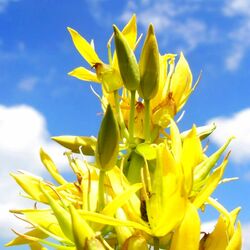 Jigsaw puzzle: Yellow gentian