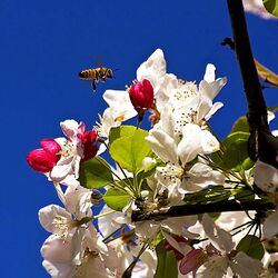 Jigsaw puzzle: Pollination of apple trees