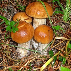 Jigsaw puzzle: For mushrooms
