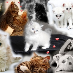 Jigsaw puzzle: Cat collage