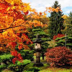 Jigsaw puzzle: Autumn in Japan