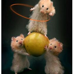 Jigsaw puzzle: Positive moments from the life of hamsters
