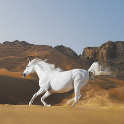 Jigsaw puzzle: Gallop