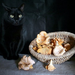 Jigsaw puzzle: Cat with mushrooms
