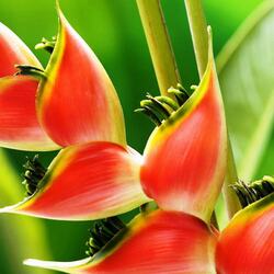 Jigsaw puzzle: Heliconia
