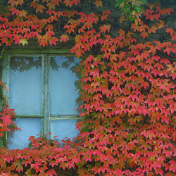 Jigsaw puzzle: Autumn window