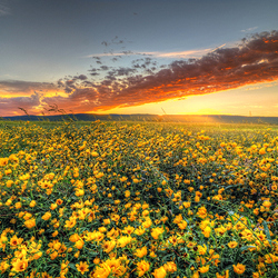 Jigsaw puzzle: Field of yellow flowers