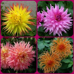 Jigsaw puzzle: In the world of dahlias
