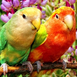 Jigsaw puzzle: Lovebirds parrots