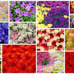 Jigsaw puzzle: Floral rugs