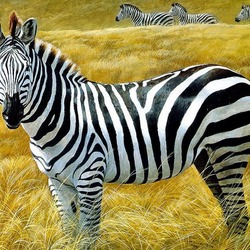 Jigsaw puzzle: Zebras