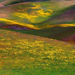 Jigsaw puzzle: Blooming hills