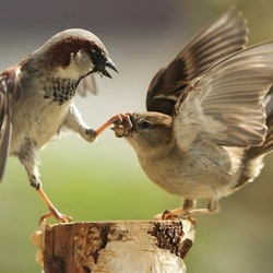 Jigsaw puzzle: Sparrows