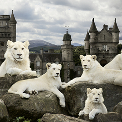 Jigsaw puzzle: Lions on the background of the castle