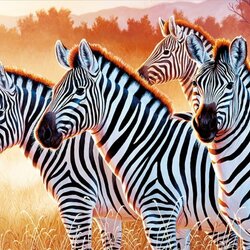Jigsaw puzzle: Zebras