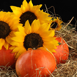 Jigsaw puzzle: Sunflowers and pumpkins