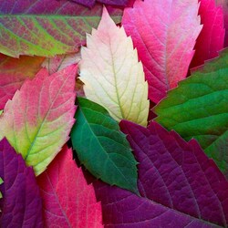 Jigsaw puzzle: Leaves