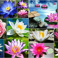 Jigsaw puzzle: Lotuses and water lilies