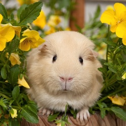 Jigsaw puzzle: The guinea pig