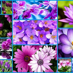 Jigsaw puzzle: Purple flowers