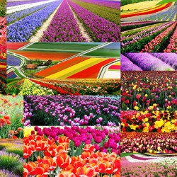 Jigsaw puzzle: Colorful fields
