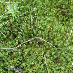 Jigsaw puzzle: Sphagnum