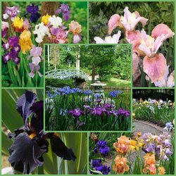 Jigsaw puzzle: Irises in flower beds