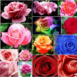 Jigsaw puzzle: Roses with dew drops