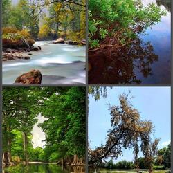 Jigsaw puzzle: Trees over water