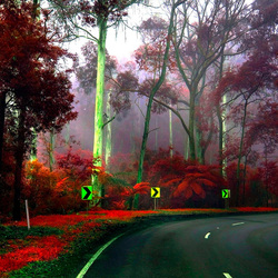 Jigsaw puzzle: Forest highway