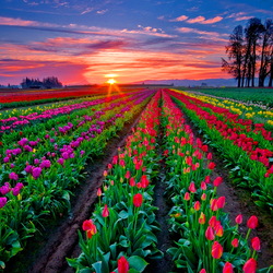Jigsaw puzzle: Sunset over tulips