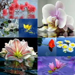 Jigsaw puzzle: Flowers on the water