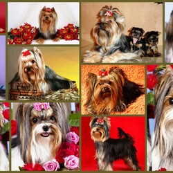 Jigsaw puzzle: Yorkshire Terrier