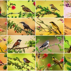 Jigsaw puzzle: Birds