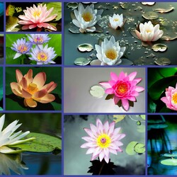 Jigsaw puzzle: Lotuses and water lilies