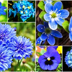 Jigsaw puzzle: Blue flowers