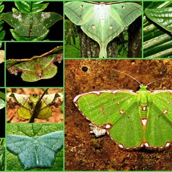 Jigsaw puzzle: Green butterflies