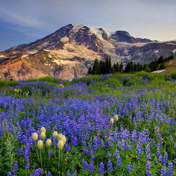 Jigsaw puzzle: Flowers and mountains