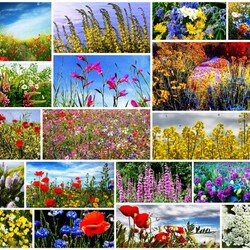 Jigsaw puzzle: Meadow flowers