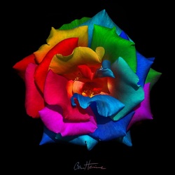 Jigsaw puzzle: Colored petals