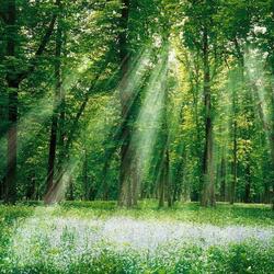 Jigsaw puzzle: Emerald morning in the forest