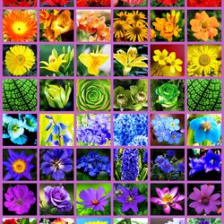 Jigsaw puzzle: Flower rainbow