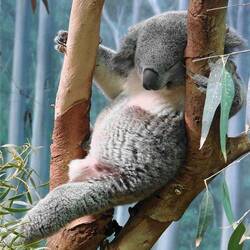 Jigsaw puzzle: Sleeping koala